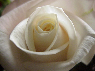 Картинка цветы розы