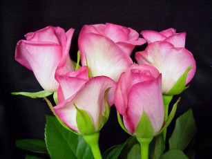 Картинка цветы розы