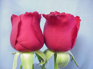 Картинка цветы розы