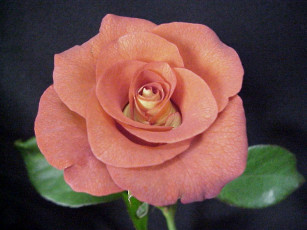 Картинка цветы розы