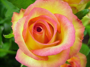 Картинка цветы розы