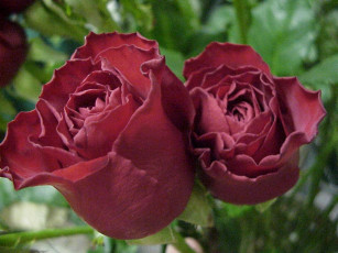 Картинка цветы розы