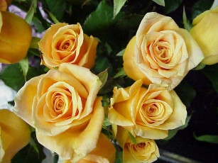 обоя цветы, розы