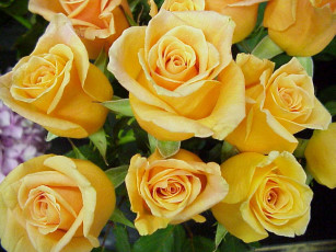 Картинка цветы розы