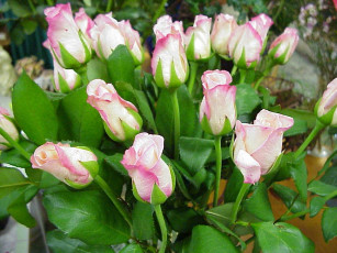 Картинка цветы розы