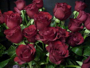 Картинка цветы розы