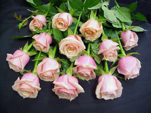 Картинка цветы розы