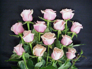 Картинка цветы розы