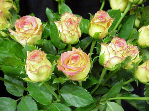 Картинка цветы розы