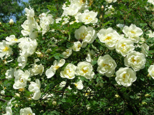 Картинка цветы розы