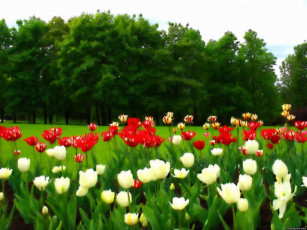 Картинка цветы тюльпаны