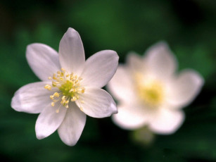 Картинка цветы ветреницы печёночницы