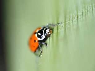 Картинка животные божьи коровки