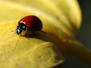Картинка животные божьи коровки
