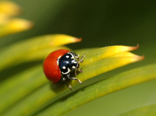 Картинка животные божьи коровки