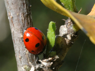 Картинка животные божьи коровки