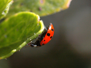 Картинка животные божьи коровки