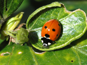 Картинка животные божьи коровки