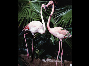 Картинка животные фламинго