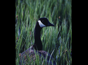 Картинка животные гуси