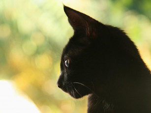 Картинка животные коты