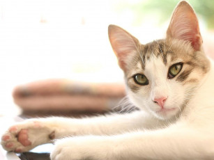 Картинка животные коты