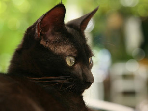 Картинка животные коты