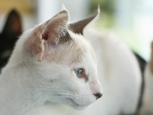 Картинка животные коты