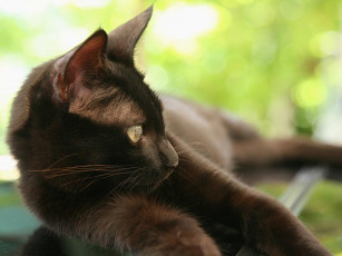 Картинка животные коты