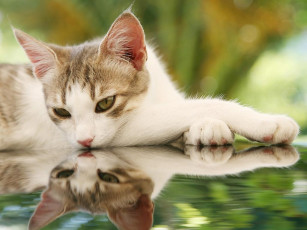 Картинка животные коты