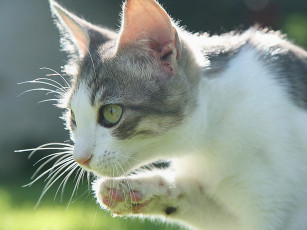 Картинка животные коты