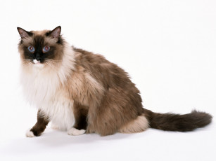 Картинка животные коты