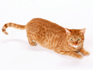 Картинка животные коты