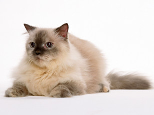 Картинка животные коты