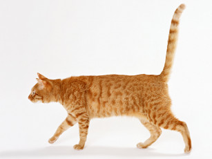 Картинка животные коты