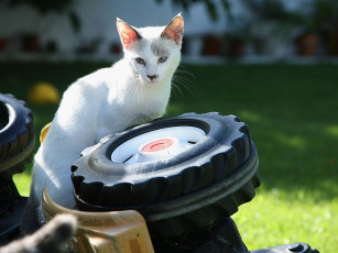 Картинка животные коты