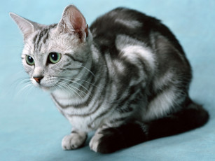 Картинка животные коты