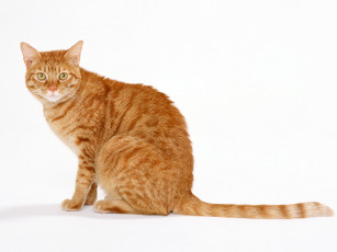 Картинка животные коты