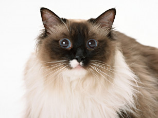 Картинка животные коты