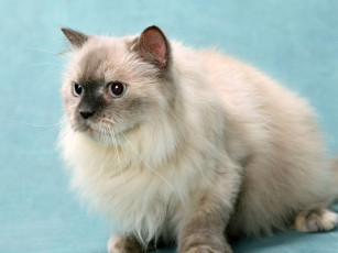 Картинка животные коты