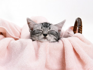 Картинка животные коты