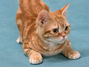 Картинка животные коты