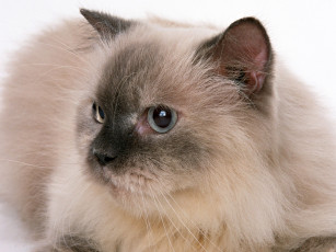 Картинка животные коты