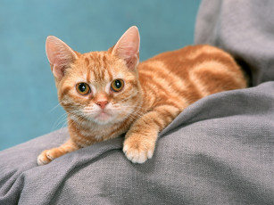 Картинка животные коты