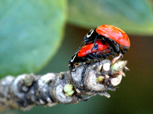 Картинка животные насекомые