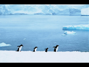 Картинка животные пингвины