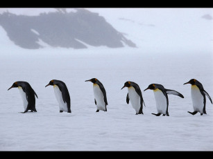 Картинка животные пингвины