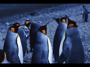 Картинка животные пингвины