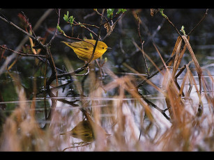 Картинка животные птицы