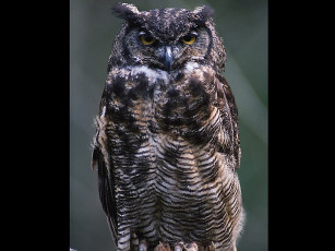 Картинка животные совы